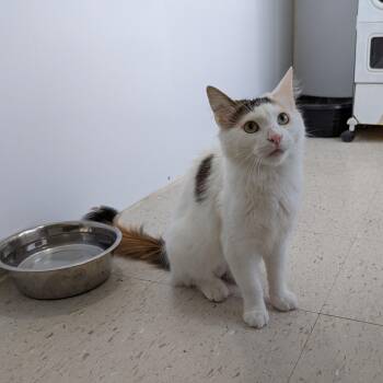 Miss Vickie -  Domestic Short Hair Cat for Adoption in Morden, Manitoba - Miss Vickie | PetCurious