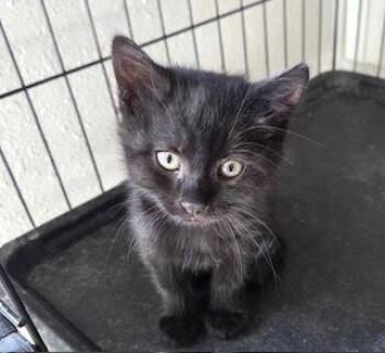 Lucky -  Domestic Short Hair Cat Available for Adoption in Bend, Oregon - Lucky | PetCurious