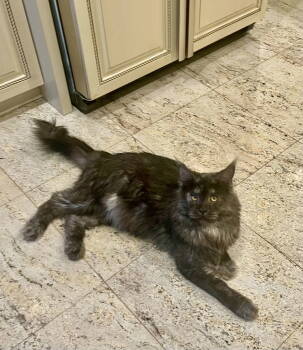 Rescue Maine Coon Cats for Adoption in Massapequa, New York - FABIO | PetCurious