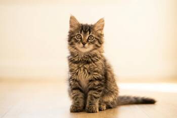 Lars -  Domestic Long Hair Cat for Adoption in Urbana, Ohio - Lars | PetCurious