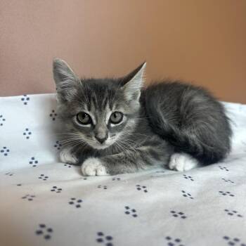 Gizmo -  Domestic Short Hair Cat for Adoption in San Antonio, Texas - Gizmo | PetCurious