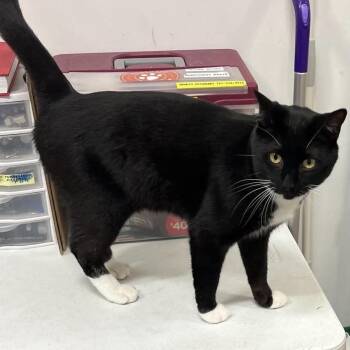 Rocket -  Domestic Short Hair Cat for Adoption in Palm Harbor, Florida - Rocket | PetCurious