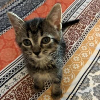Frog -  Domestic Short Hair Cat for Adoption in Cumming, Georgia - Frog | PetCurious