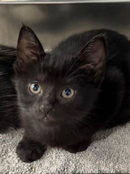 Hoodwinks 26 -  Domestic Short Hair Cat for Adoption in Brookhaven, Mississippi - Hoodwinks 26 | PetCurious