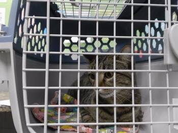 DIDDY -  Domestic Short Hair Cat for Adoption in Omaha, Nebraska - DIDDY | PetCurious