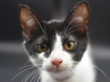 Octopus -  Domestic Short Hair Cat for Adoption in Portland, Oregon - Octopus | PetCurious