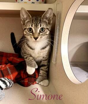 Simone -  Tabby Cat for Adoption in New Rochelle, New York - Simone | PetCurious