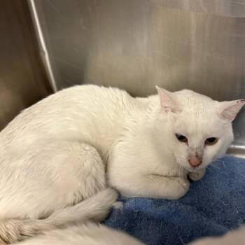 Domestic Short Hair Cats Available for Adoption in Fort Worth, Texas - Cedar | PetCurious