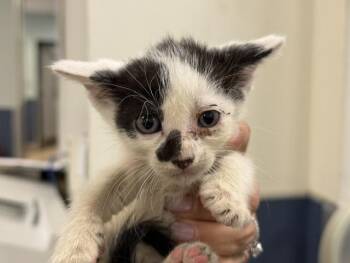 ELO -  Domestic Short Hair Cat for Adoption in Doral, Florida - ELO | PetCurious