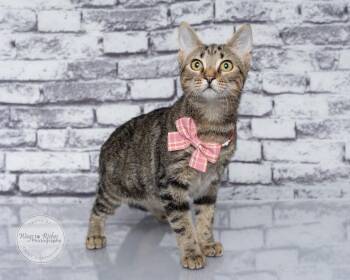 Pretzel -  Domestic Short Hair and Tabby Cat for Adoption in Tuscaloosa, Alabama - Pretzel | PetCurious