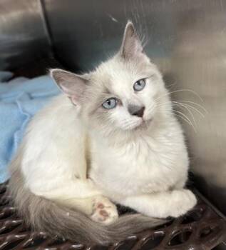 Vodka -  Siamese and Domestic Medium Hair Cat for Adoption in Wilkesboro, North Carolina - Vodka | PetCurious