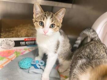 OOPSIE -  Domestic Short Hair Cat for Adoption in Fort Wayne, Indiana - OOPSIE | PetCurious
