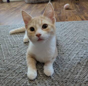 Cantaloupe26 -  Domestic Short Hair Cat for Adoption in Youngsville, North Carolina - Cantaloupe26 | PetCurious