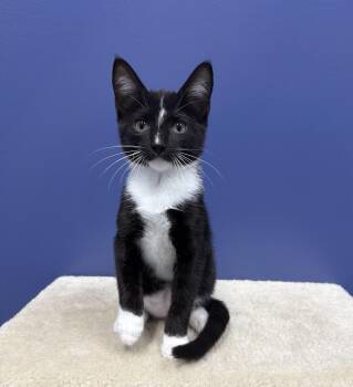 MJ -  Domestic Short Hair and Tuxedo Cat for Adoption in High Ridge, Missouri - MJ | PetCurious