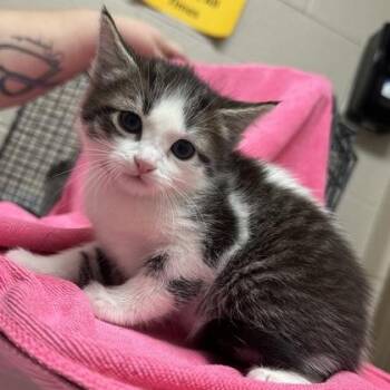 Domestic Short Hair Cats Available for Adoption - Merry | PetCurious