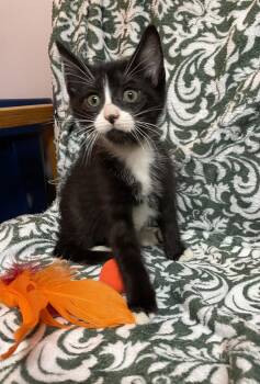 Padre -  Domestic Medium Hair Cat for Adoption in Stover, Missouri - Padre | PetCurious
