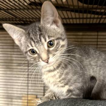 Domestic Short Hair Cats Available for Adoption - Titanium | PetCurious
