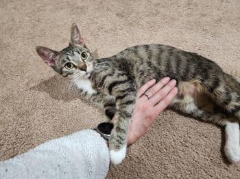 Tia -  Domestic Short Hair Cat for Adoption in Wheaton, Illinois - Tia | PetCurious
