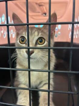 PAWS -  Domestic Short Hair Cat for Adoption in Palmetto, Florida - PAWS | PetCurious
