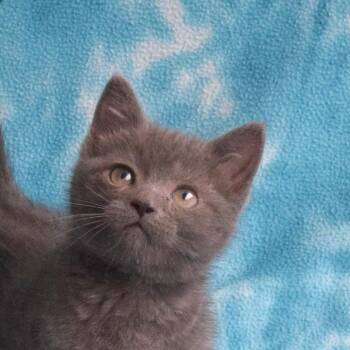 Domestic Short Hair Cats Available for Adoption in Eureka, California - Lydia | PetCurious