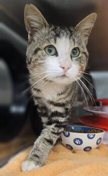 Domestic Short Hair Cats Available for Adoption in Santa Cruz, California - CHACHI* | PetCurious