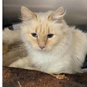 FWT Athena -  Domestic Medium Hair Cat for Adoption in Midland, Texas - FWT Athena | PetCurious
