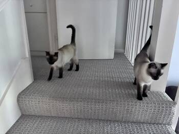 Gracie Sister 1 -  Siamese Cat for Adoption in Austin, Texas - Gracie Sister 1 | PetCurious