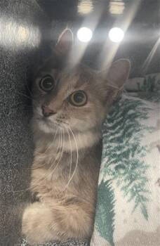 Rescue Domestic Short Hair Cats for Adoption in Dallas, Texas - LIPPY | PetCurious