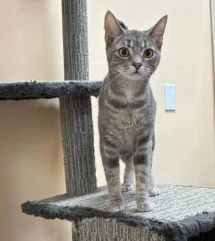 Domestic Short Hair Cats Available for Adoption in Wetaskiwin, Alberta - Iris  | PetCurious