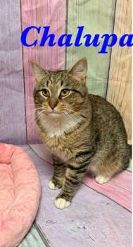 Chalupa -  Domestic Short Hair Cat for Adoption in Ashland, Kentucky - Chalupa | PetCurious