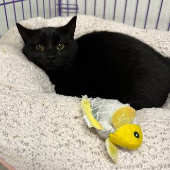 Rescue Domestic Medium Hair Cats for Adoption in Priest River, Idaho - B.C. | PetCurious