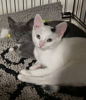 Gracie and Inky -  Domestic Short Hair Cat for Adoption in Atlanta, Georgia - Gracie And Inky | PetCurious