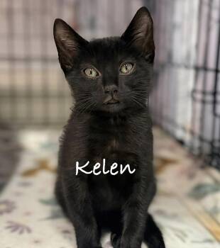 Kelen -  Domestic Short Hair Cat for Adoption in Pawleys Island, South Carolina - Kelen | PetCurious