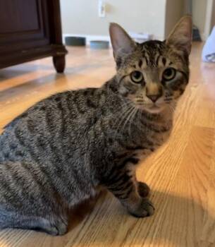 Pixel -  Domestic Short Hair Cat Available for Adoption in River Ridge, Louisiana - Pixel | PetCurious
