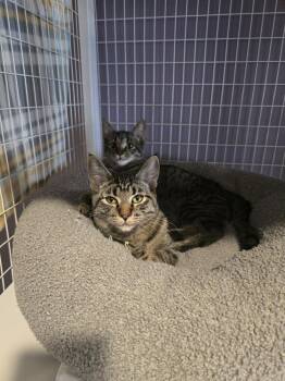 Gigi -  Domestic Short Hair Cat for Adoption in Vancouver, Washington - Gigi | PetCurious
