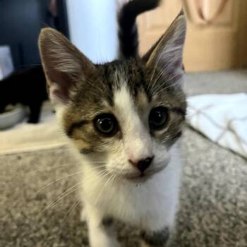 Monte -  Domestic Short Hair Cat for Adoption in Granville, Ohio - Monte | PetCurious
