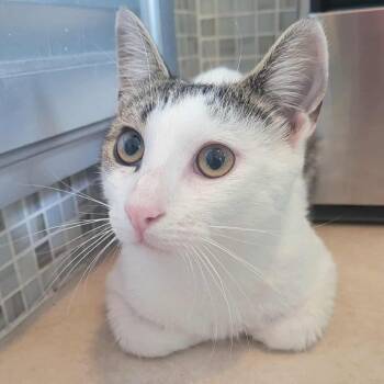 Rescue Domestic Short Hair Cats for Adoption - Pancho | PetCurious