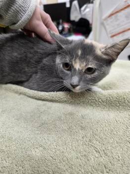 TENNESSEE -  Domestic Short Hair Cat for Adoption in Aliquippa, Pennsylvania - TENNESSEE | PetCurious