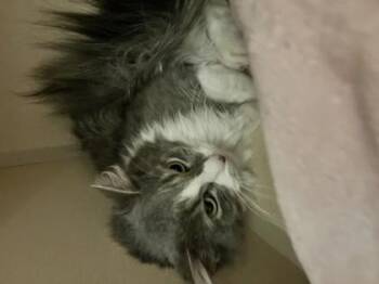 Domestic Long Hair and Domestic Short Hair Cats Available for Adoption - Beanz | PetCurious