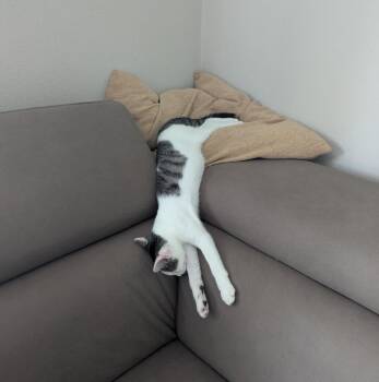 Athos -  Domestic Short Hair Cat for Adoption in Hoyleton, Illinois - Athos | PetCurious