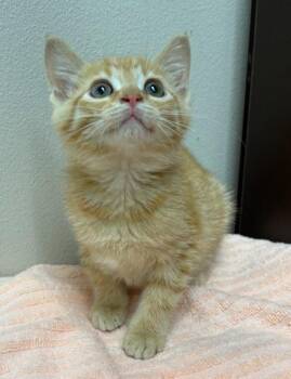 Domestic Short Hair Cats Available for Adoption in Little Rock, Arkansas - Penrose | PetCurious