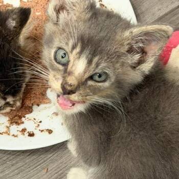 Dandelion 11 -  Domestic Short Hair Cat for Adoption in Austin, Texas - Dandelion 11 | PetCurious