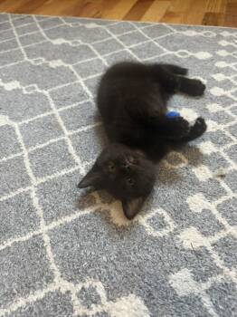 Wisp -  Domestic Short Hair Cat for Adoption in Campbellsville, Kentucky - Wisp | PetCurious