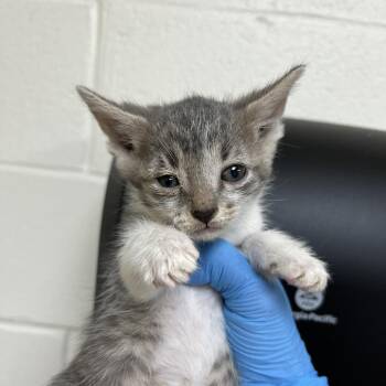 SVAS-Stray-39269 -  Domestic Short Hair Cat for Adoption in Lyndhurst, Virginia - SVAS-Stray-39269 | PetCurious