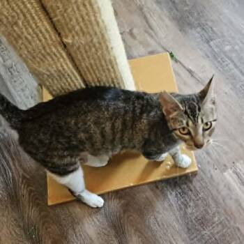 Domestic Short Hair Cats Available for Adoption in Denver, Colorado - Mama Iris Houston | PetCurious