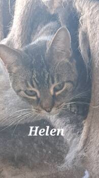Rescue Domestic Short Hair Cats for Adoption in Plattsburgh, New York - Helen | PetCurious