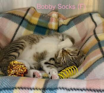 Rescue Domestic Short Hair Cats for Adoption in Clarksville, Tennessee - Bobby Socks | PetCurious