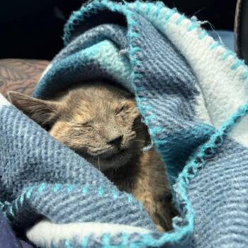 Domestic Short Hair Cats Available for Adoption - Viola | PetCurious