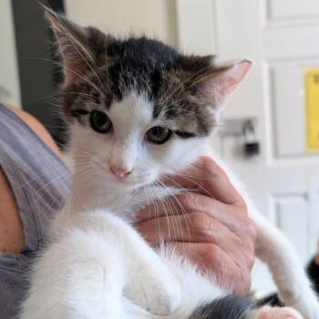 Rescue Domestic Medium Hair Cats for Adoption - George | PetCurious