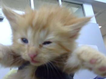 MAIZE -  Domestic Long Hair Cat for Adoption in Dallas, Texas - MAIZE | PetCurious
